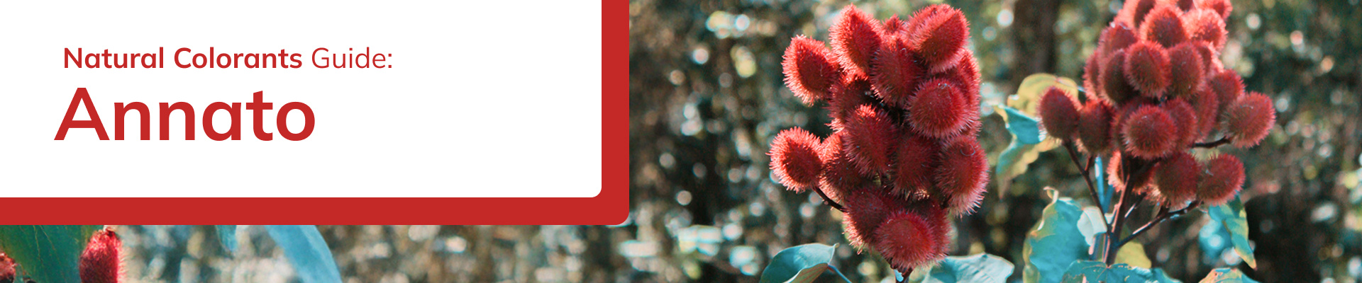 portada-principal-descargable-natural-colorants-annato