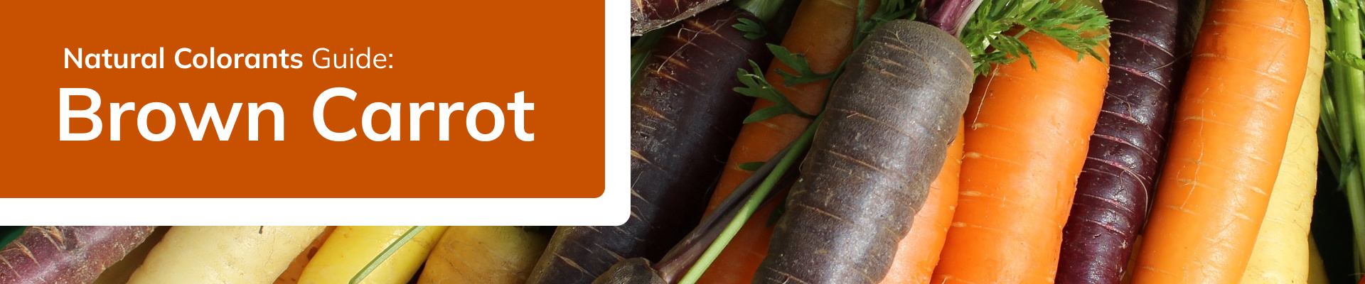 portada-principal-descargable-natural-colorants-brown-carrot