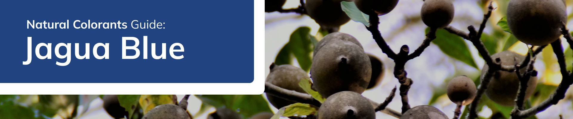 portada-principal-descargable-natural-colorants-jagua-blue