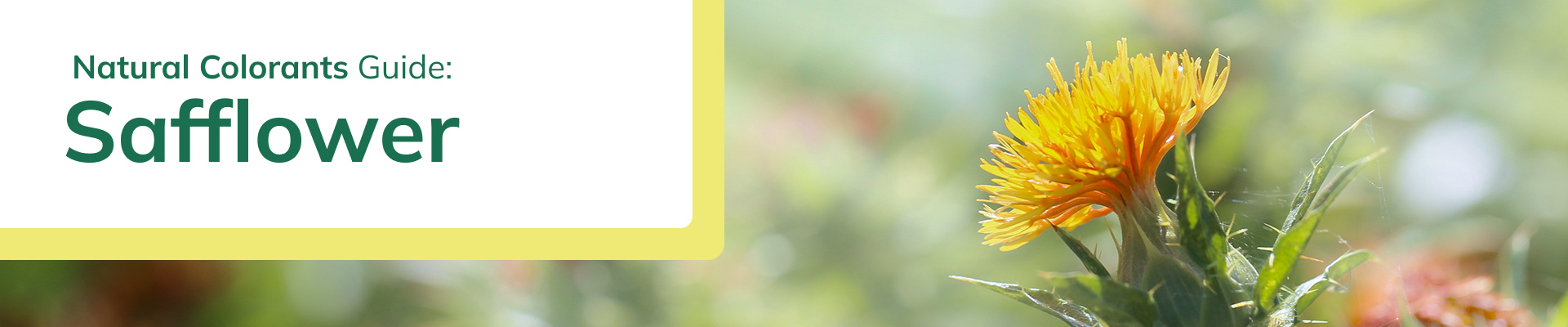 portada-principal-descargable-natural-colorants-safflower