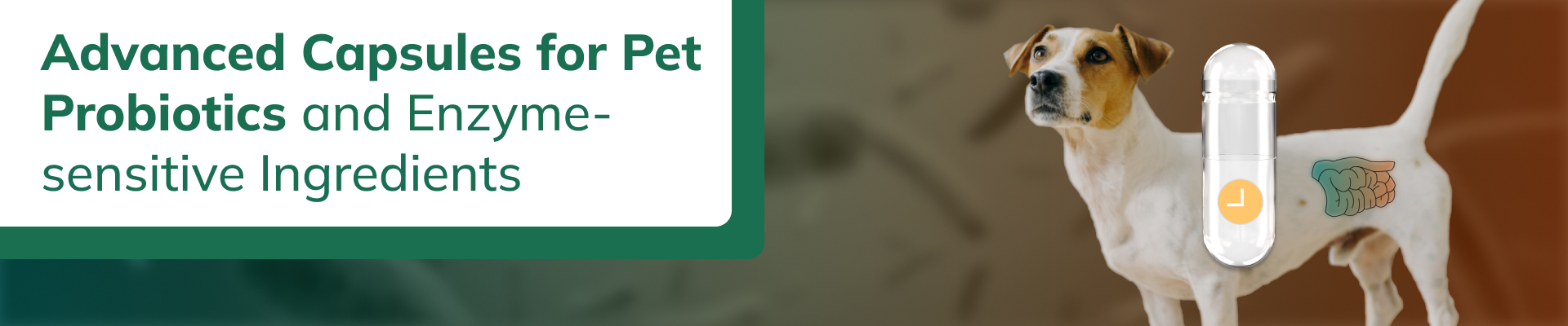 portada-principal-descargable-K-CAPS®-Delayed Release-Advanced-Capsules-for-Dog-Supplements