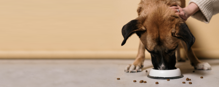 The Current Trends in the Pet Supplements Market - CapsCanada