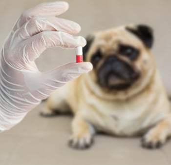 Flavored Gelatin Capsules for Dogs