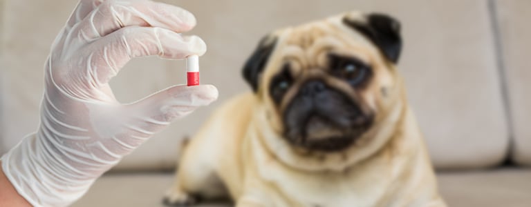 Flavored Gelatin Capsules for Dogs & Cats: the dosage form that improves your product