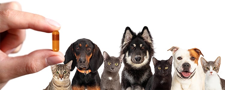 What’s Behind the Pet Supplements Boom?