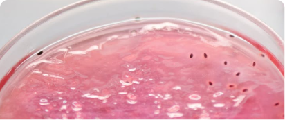 Main Component: Gelatin Capsules