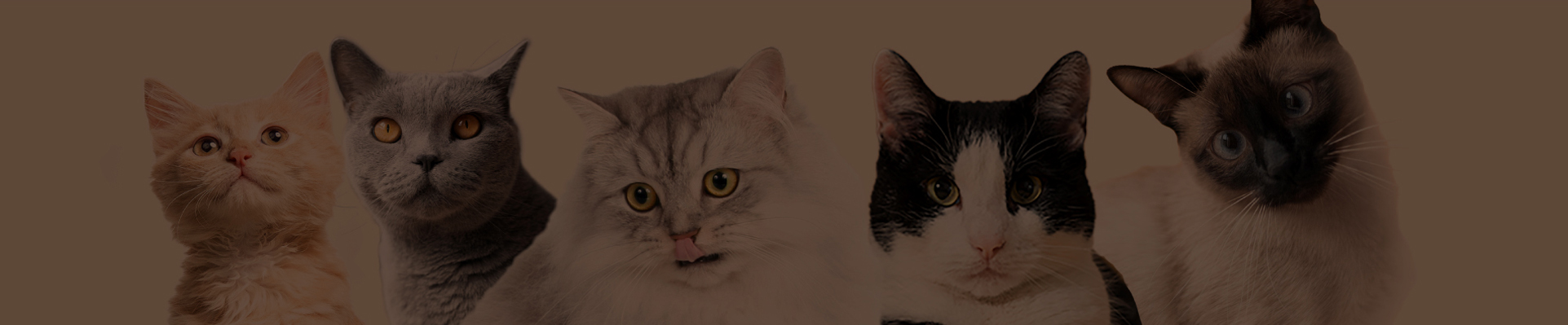 A comprehensive investigation with 20 cats