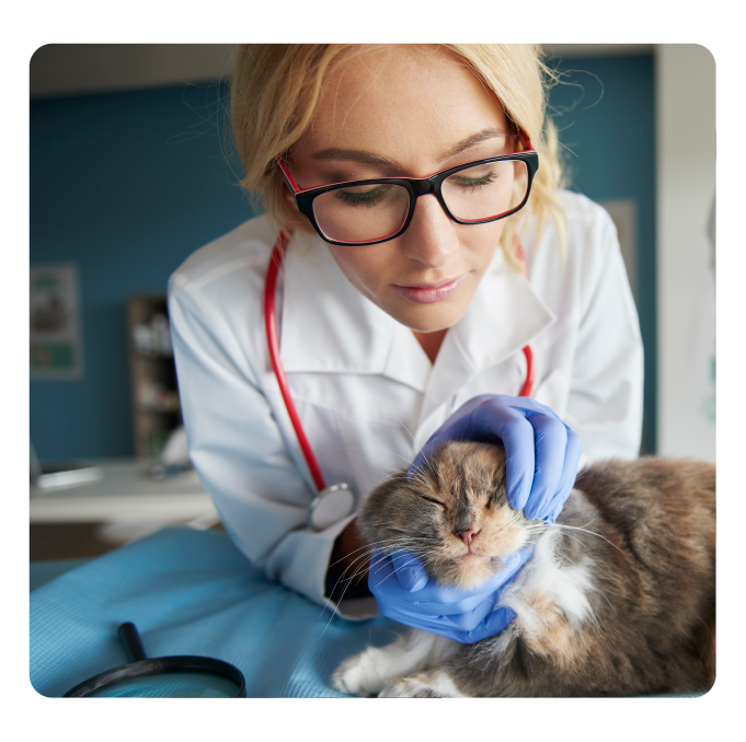 Applications of our empty capsules for veterinarians