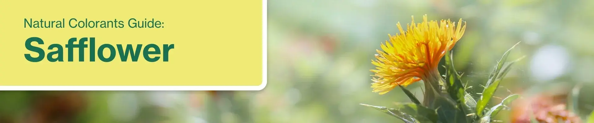 portada-principal-descargable-natural-colorants-safflower-2026