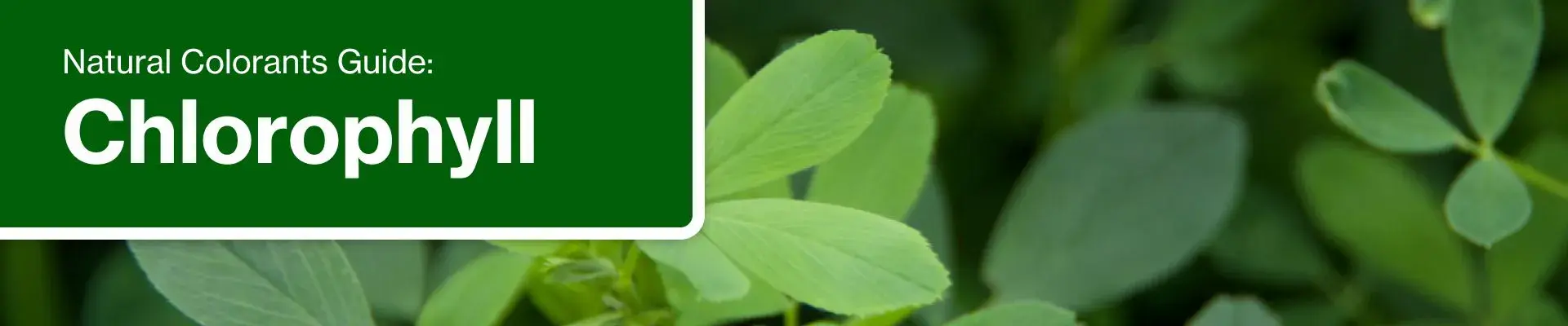 portada-principal-descargable-natural-colorants-sodium-copper-chlorophyll-2026