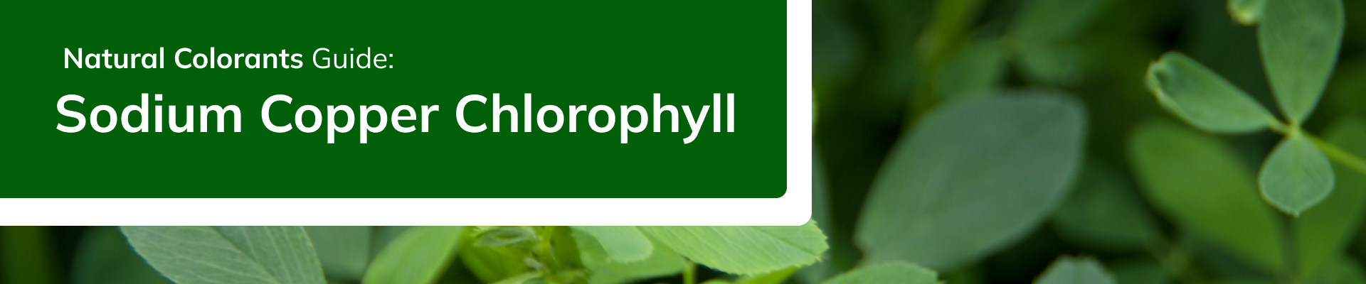 portada-principal-descargable-natural-colorants-sodium-copper-chlorophyll