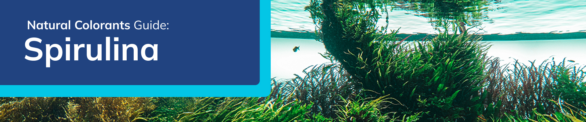 portada-principal-descargable-natural-colorants-spirulina