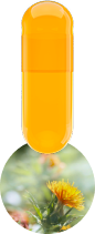 safflower-capsule-1