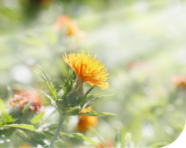 safflower-natural-colorants-desktop